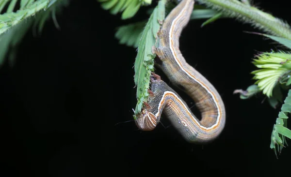 Близкий Выстрел Полуопер Thysanoplusia Orichalcea Noctuidae Caterpillar — стоковое фото