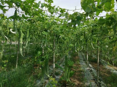 Yılan kabağı sebze yetiştirme çiftliği manzarası.