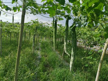 Yılan kabağı sebze yetiştirme çiftliği manzarası.