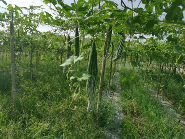 Yılan kabağı sebze yetiştirme çiftliği manzarası.