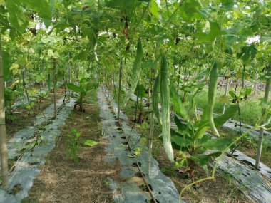 Yılan kabağı sebze yetiştirme çiftliği manzarası.