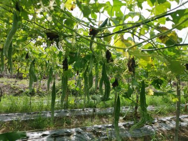 Yılan kabağı sebze yetiştirme çiftliği manzarası.