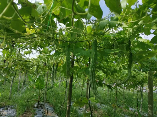 Cena Fazenda Cultivo Vegetais Cabaça Cobra — Fotografia de Stock