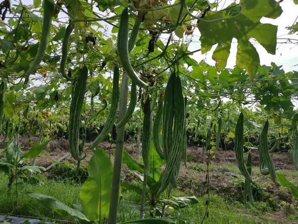 Yılan Kabağı Sebze Yetiştirme Çiftliği Manzarası — Stok fotoğraf