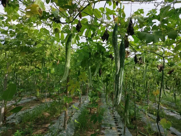 Cena Fazenda Cultivo Vegetais Cabaça Cobra — Fotografia de Stock