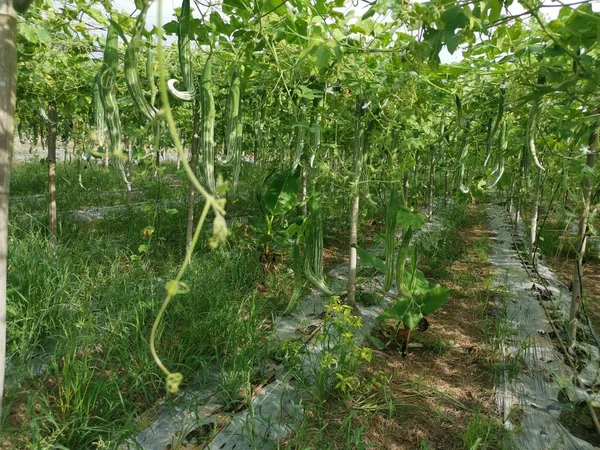 蛇葫芦蔬菜种植场的场景 — 图库照片