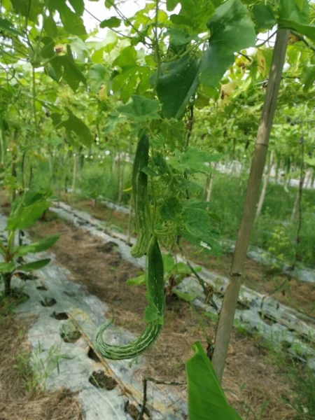 Kígyótökös Zöldségtermesztés Helyszíne — Stock Fotó