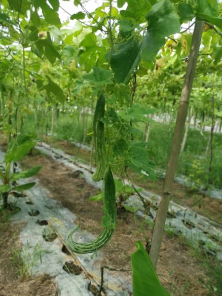 Cena Fazenda Cultivo Vegetais Cabaça Cobra — Fotografia de Stock