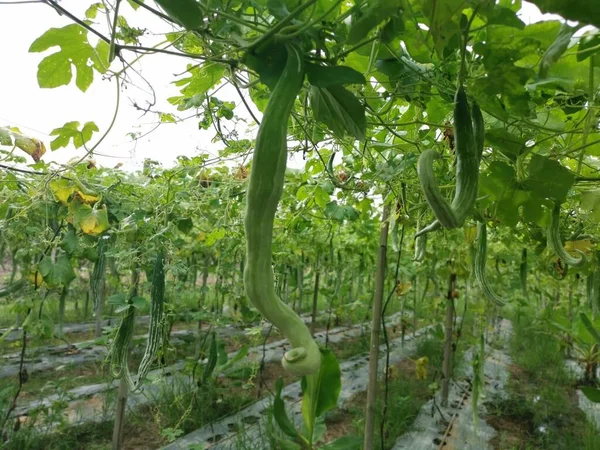 Yılan kabağı sebze yetiştirme çiftliği manzarası.