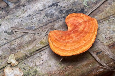 Palmiye dallarında vahşi Reishi vahşi mantar manzarası.