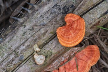 Palmiye dallarında vahşi Reishi vahşi mantar manzarası.