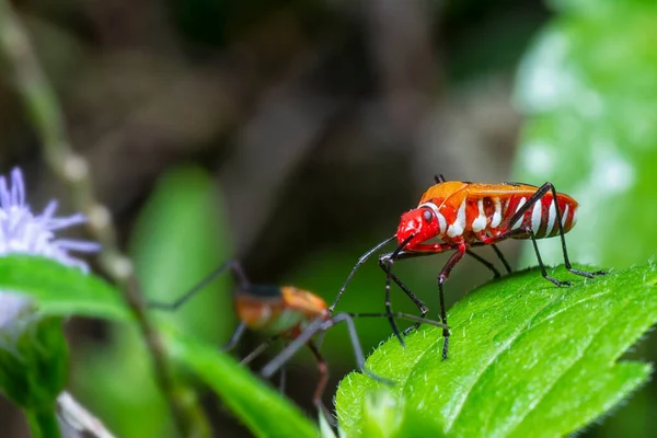 샷붉은 Dysdercus Cingulatus — 스톡 사진