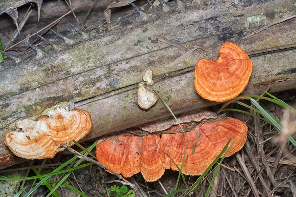 Szene Von Wildem Reishi Pilz Auf Den Palmenzweigen — Stockfoto