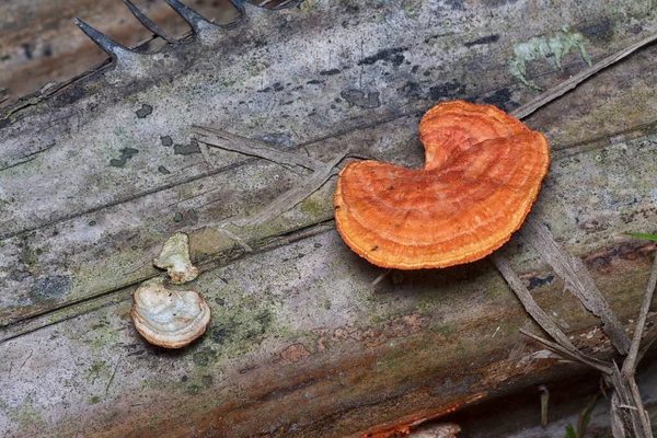 Scena Funghi Selvatici Reishi Sui Rami Delle Palme — Foto Stock