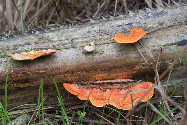 ヤシの木の枝に野生のレイシの菌がいるシーン — ストック写真