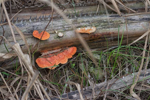 Scena Funghi Selvatici Reishi Sui Rami Delle Palme — Foto Stock