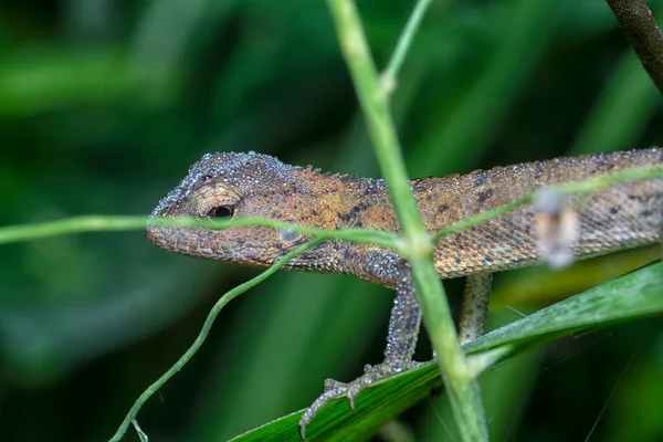 Oriental Garden Lizard - Calotes versicolor, colorful changeable lizard from Asian forests and bushes