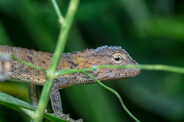 Oriental Garden Lizard Calotes Versicolor Lucertola Variopinta Mutevole Proveniente Foreste — Foto Stock