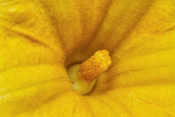 Plan Rapproché Fleur Citrouille Jaune — Photo