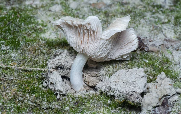 Bliskie Ujęcie Jadalnych Termitomyces Grzybów Kiełkujących Ziemi — Zdjęcie stockowe