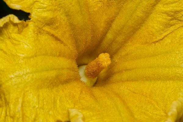 Närbild Den Gula Färgade Pumpa Blomma — Stockfoto