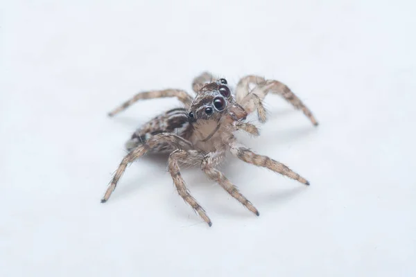 Close Shot Gray Wall Jumping Spider — Stock Photo, Image