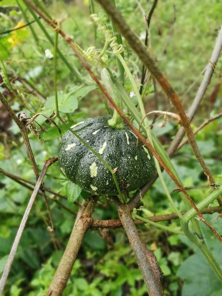 Young Green Pumpkin Fruit Hanging Twig — Stock Photo, Image