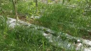 Yılan kabağı sebze çiftliğinin kamera görüntüleri..
