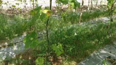 Yılan kabağı sebze çiftliğinin kamera görüntüleri..