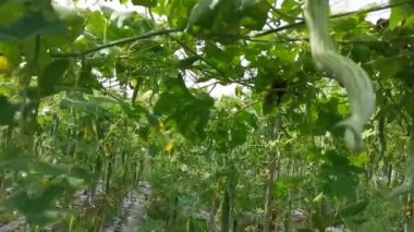 Yılan kabağı sebze çiftliğinin kamera görüntüleri..