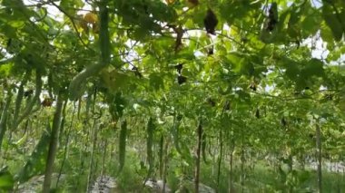 Yılan kabağı sebze çiftliğinin kamera görüntüleri..