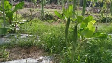 Yılan kabağı sebze çiftliğinin kamera görüntüleri..