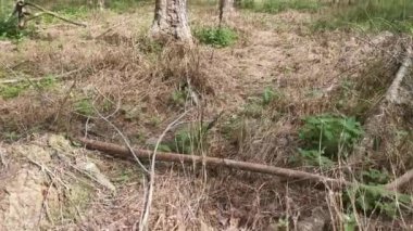Lastik ağaç plantasyonundaki görüntüler..