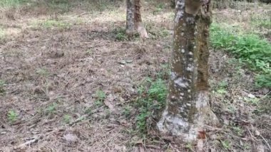 Lastik ağaç plantasyonundaki görüntüler..