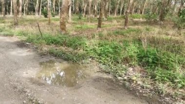 Lastik ağaç plantasyonundaki görüntüler..