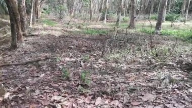 Lastik ağaç plantasyonundaki görüntüler..