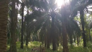 Eski harap olmuş ahşap barakanın görüntüsü. Yağ palmiyesinin içinde terk edilmiş..