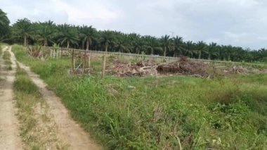 Kesilmiş ve ormansızlaştırılmış palmiye ağacı çiftliğinin görüntüleri..