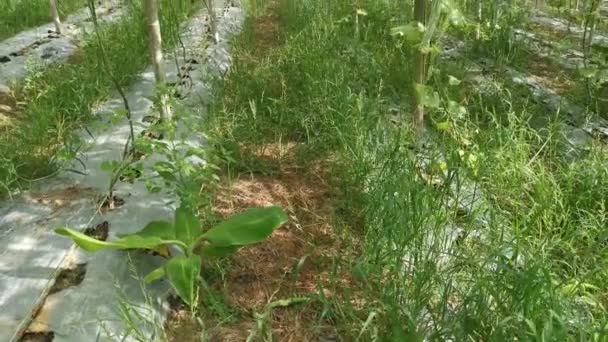 Footage Scene Snake Gourd Vegetable Farm — Stock Video