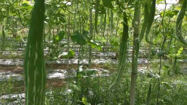 蛇葫芦蔬菜园的镜头场景 — 图库视频影像