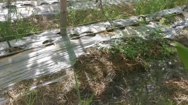 Cena Filmagem Fazenda Vegetais Cabaça Cobra — Vídeo de Stock