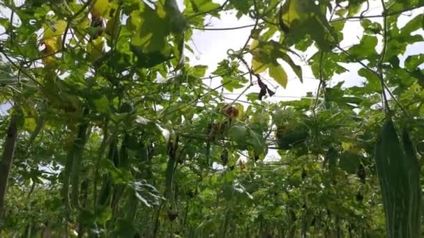 Cena Filmagem Fazenda Vegetais Cabaça Cobra — Vídeo de Stock