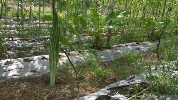 Yılan Kabağı Sebze Çiftliğinin Kamera Görüntüleri — Stok video