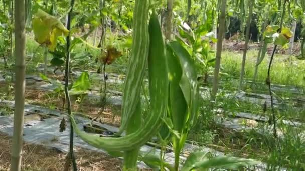 Filmszene Von Der Gemüsefarm Des Schlangenkürbisses — Stockvideo