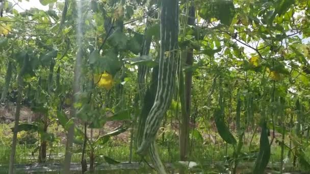 Footage Scene Snake Gourd Vegetable Farm — Stock Video