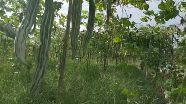 Escena Imágenes Granja Verduras Calabaza Serpiente — Vídeos de Stock