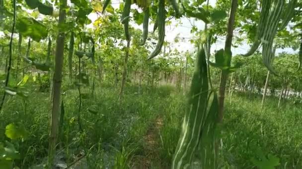 Optagelser Scene Slangen Gourd Grøntsagsfarm – Stock-video