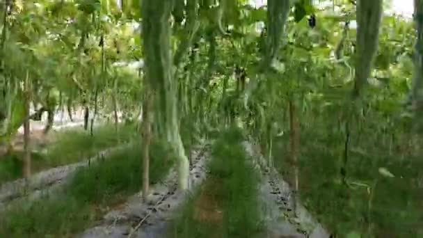 蛇葫芦蔬菜园的幻影场景 — 图库视频影像