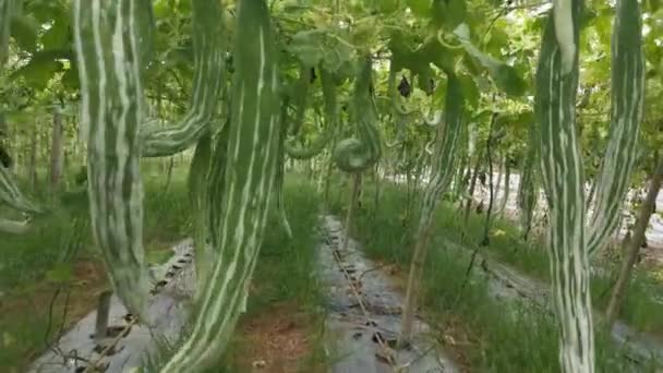Footage Scene Snake Gourd Vegetable Farm — Stock Video