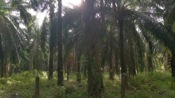 Imagens Antigo Galpão Madeira Ruínas Desertado Dentro Plantação Palma Óleo — Vídeo de Stock